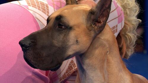 赛事转播权销售